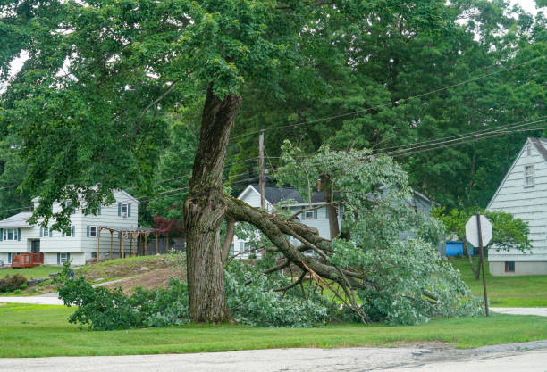 Trusted Weatherly, PA Tree Services Experts